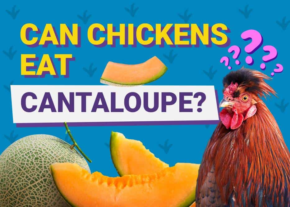 Can Chickens Eat_cantaloupe
