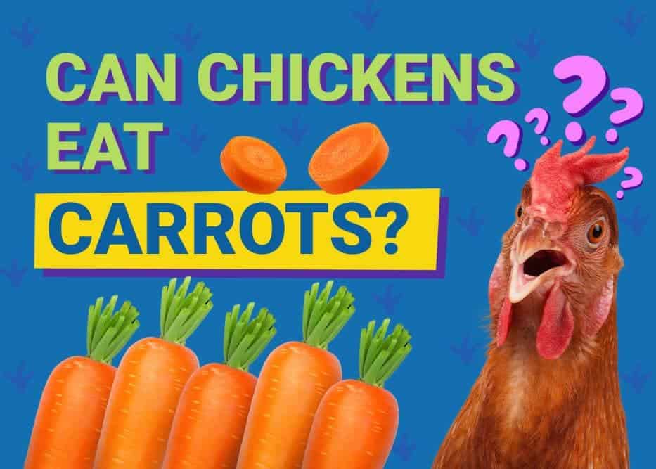 Can Chickens Eat_carrots