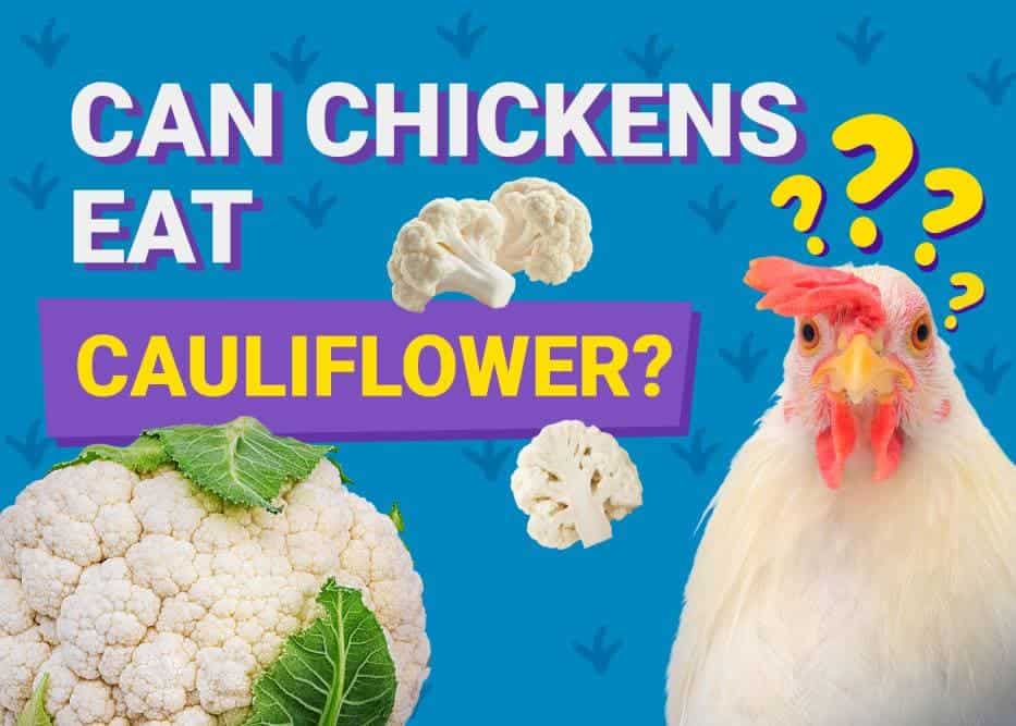 Can Chickens Eat_cauliflower