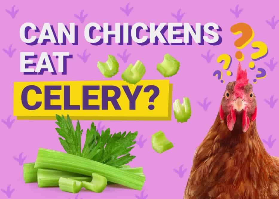 Can Chickens Eat_celery