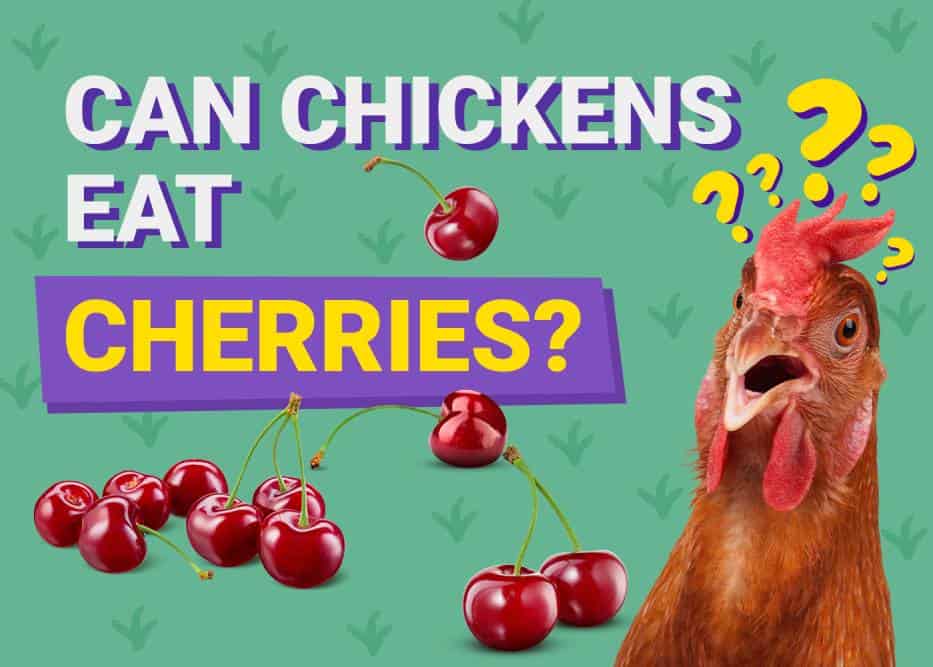 Can Chickens Eat_cherries