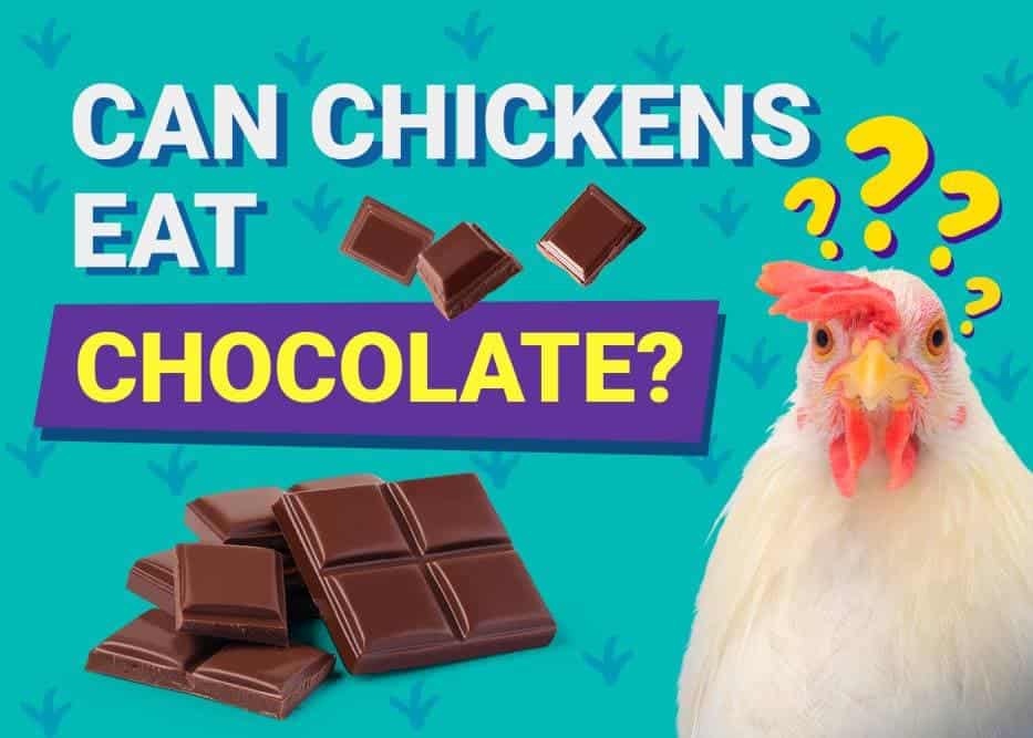 Can Chickens Eat_chocolate