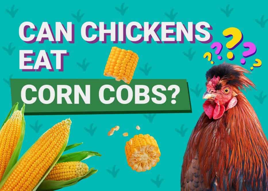 Can Chickens Eat_corn cobs