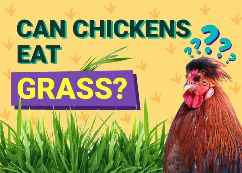 Can Chickens Eat_grass