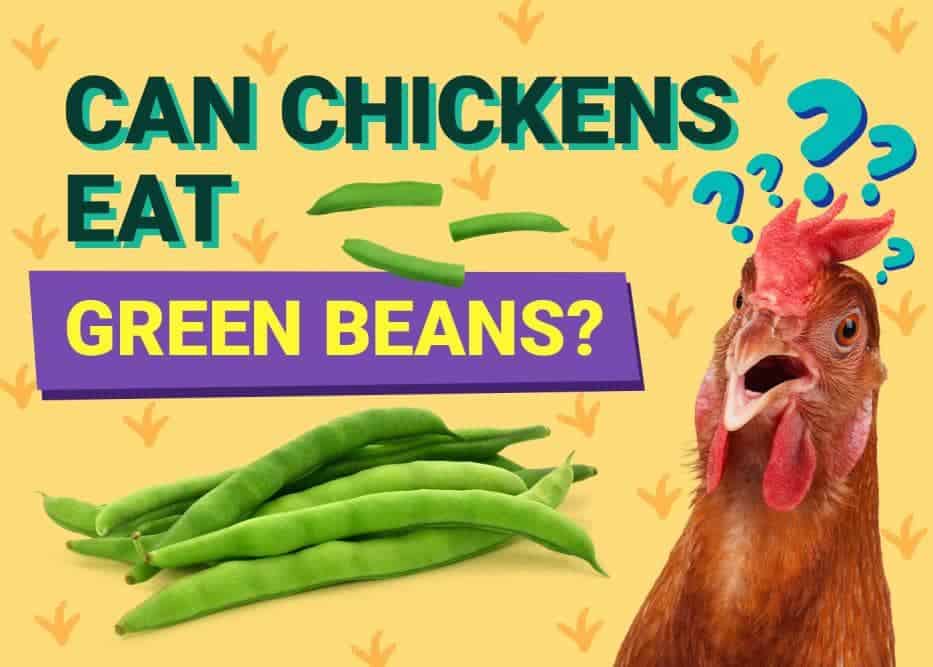Can Chickens Eat_green beans