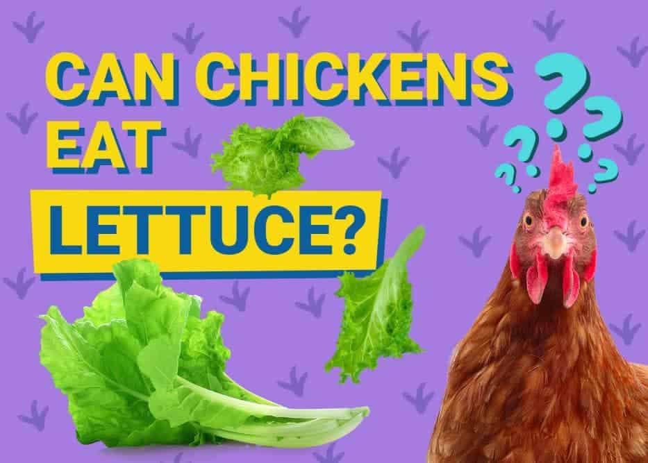Can Chickens Eat Lettuce
