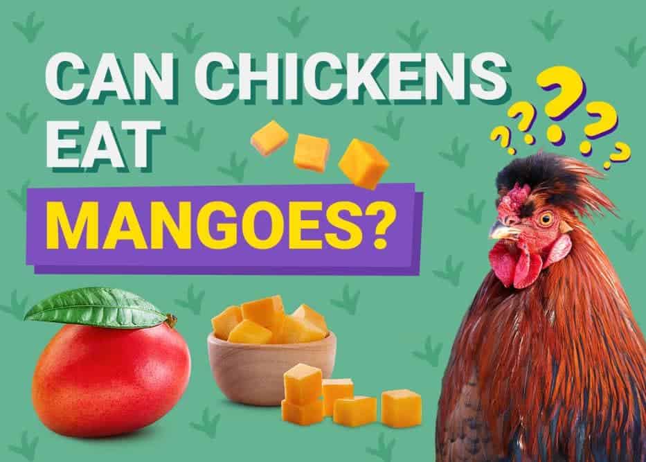 Can Chickens Eat_mangoes