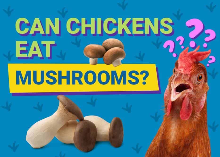 Can Chickens Eat_mushrooms