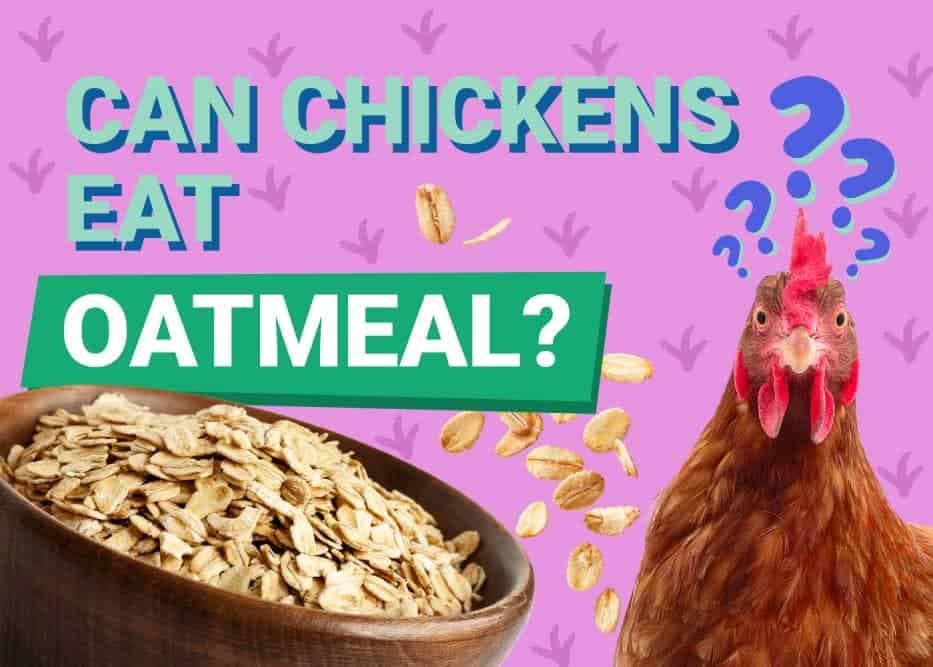 Can Chickens Eat_oatmeal