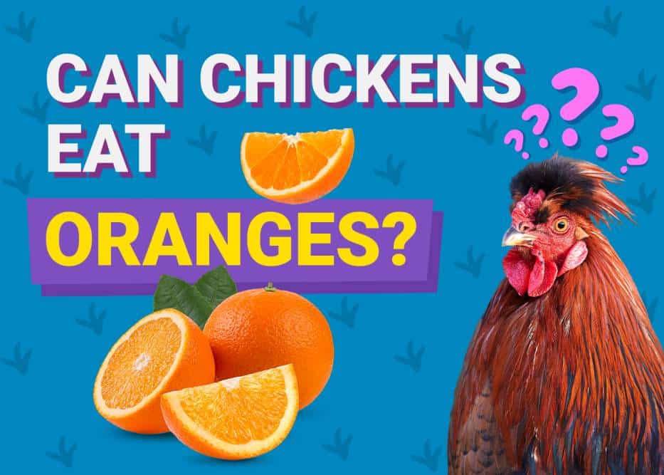 Can Chickens Eat_orange