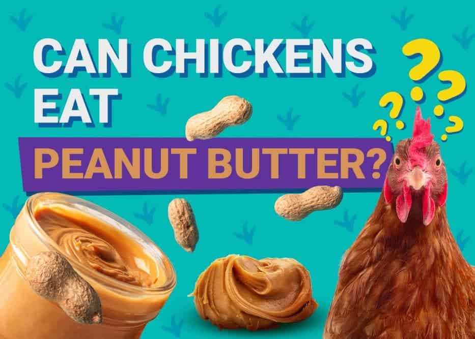 Can Chickens Eat_peanut butter