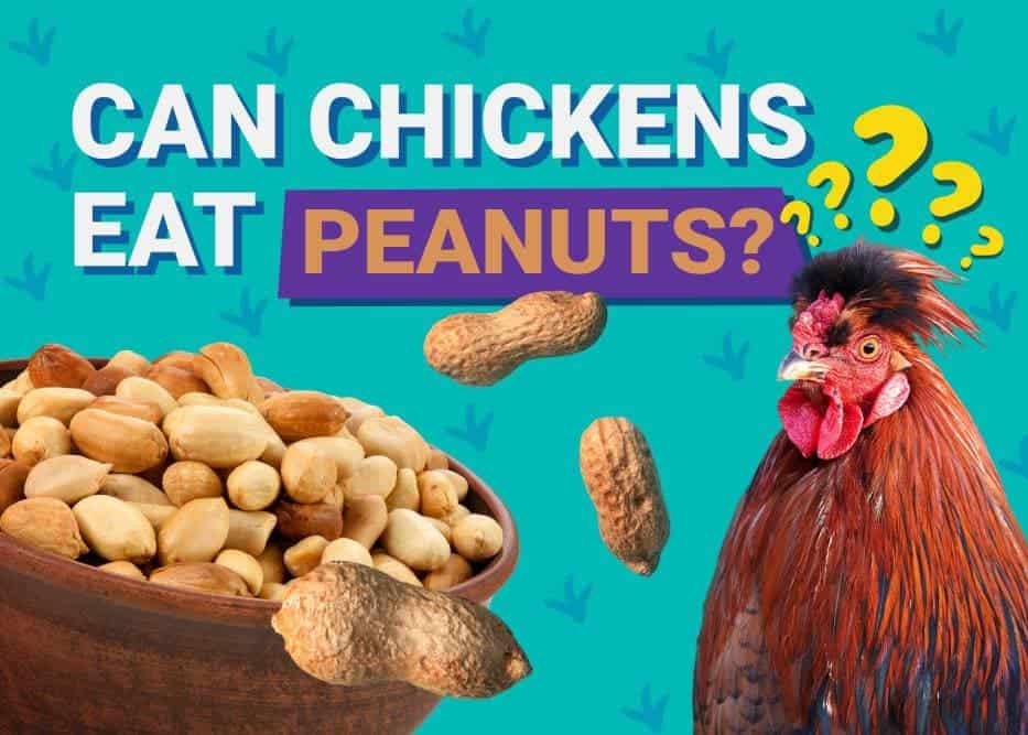 Can Chickens Eat_peanuts