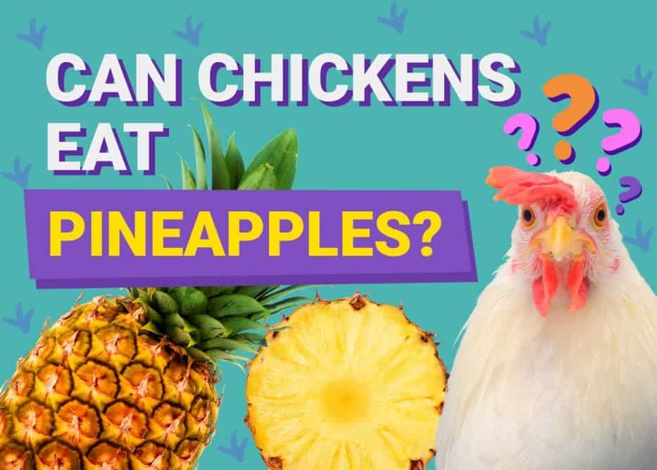 Can Chickens Eat_pineapples
