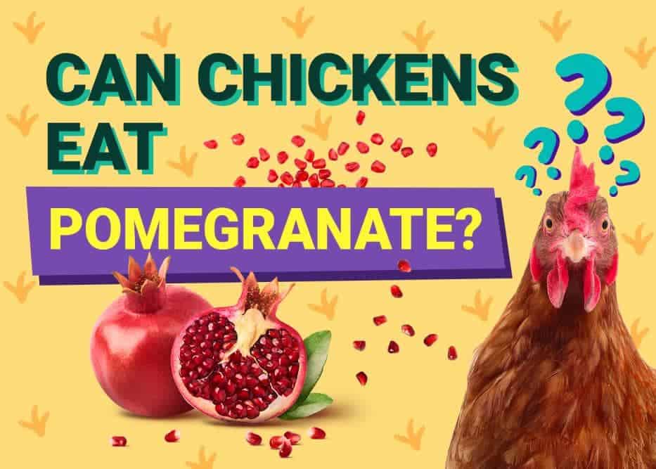 Can Chickens Eat_pomegranate