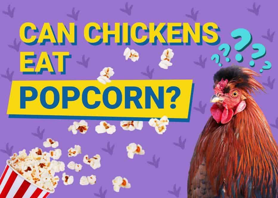 Can Chickens Eat_popcorn