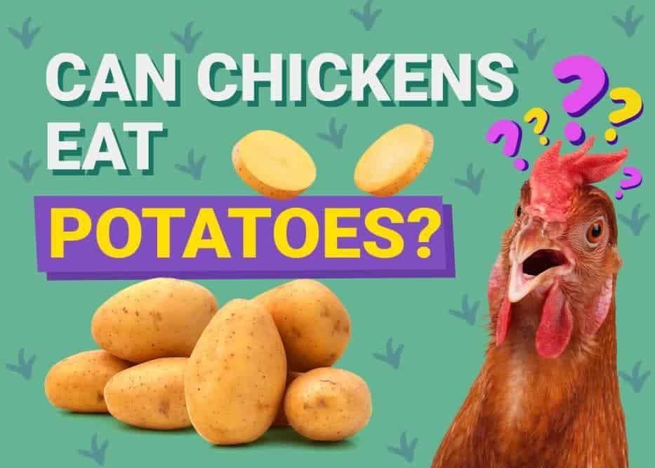 Can Chickens Eat_potatoes