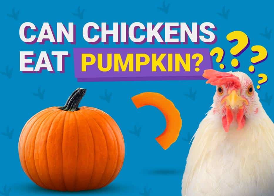 Can Chickens Eat_pumpkin