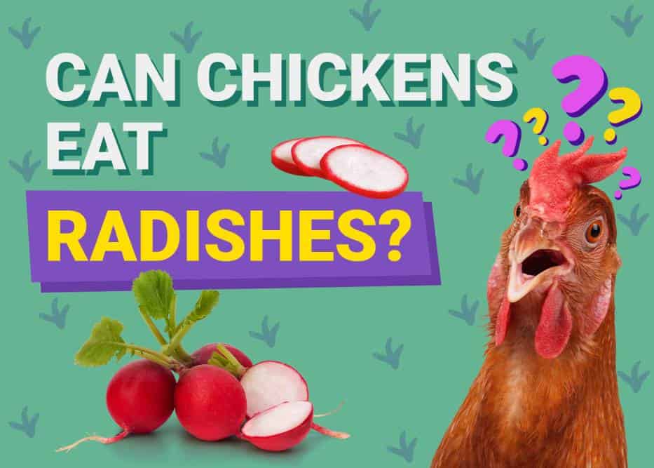 Can Chickens Eat_radishes