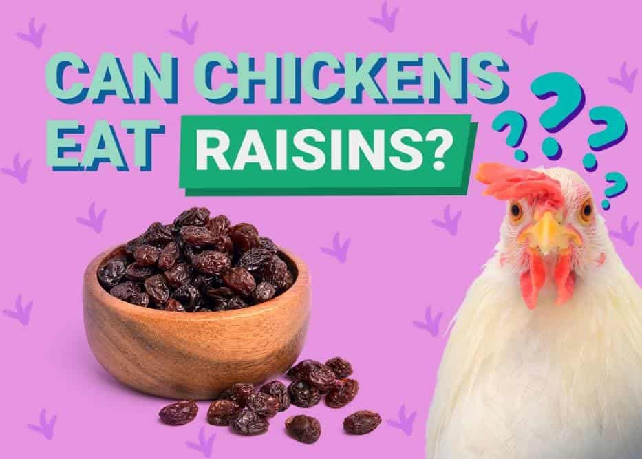 Can Chickens Eat_raisins