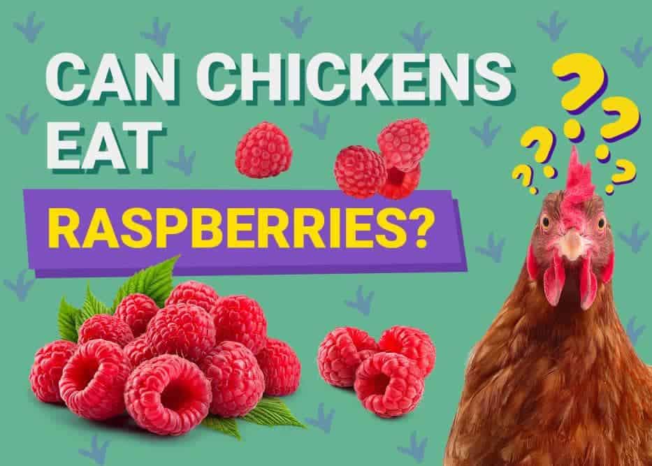 Can Chickens Eat_raspberries