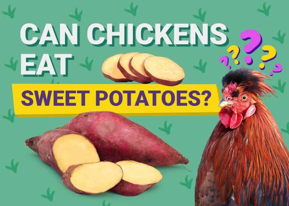 Can Chickens Eat_sweet potatoes