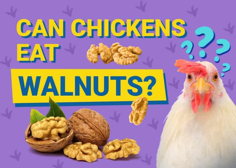 Can Chickens Eat_walnuts