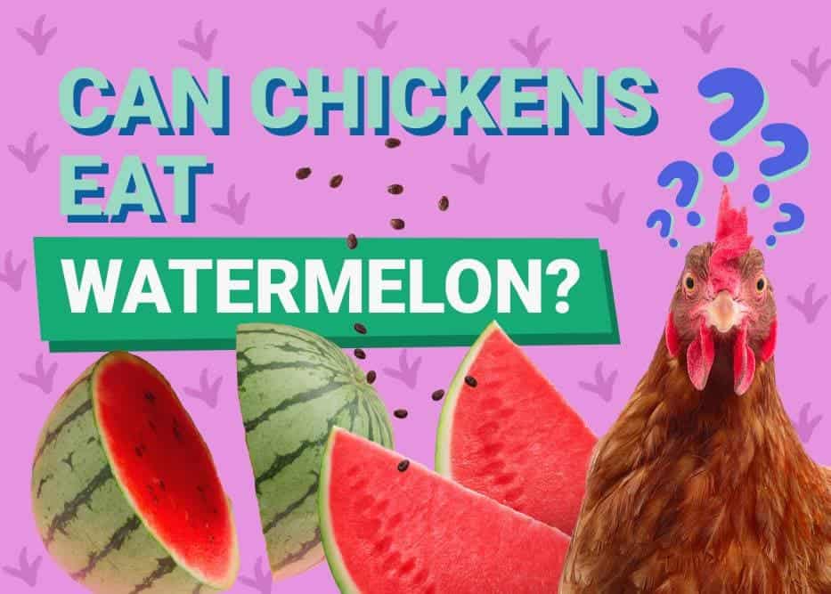 Can Chickens Eat Watermelon