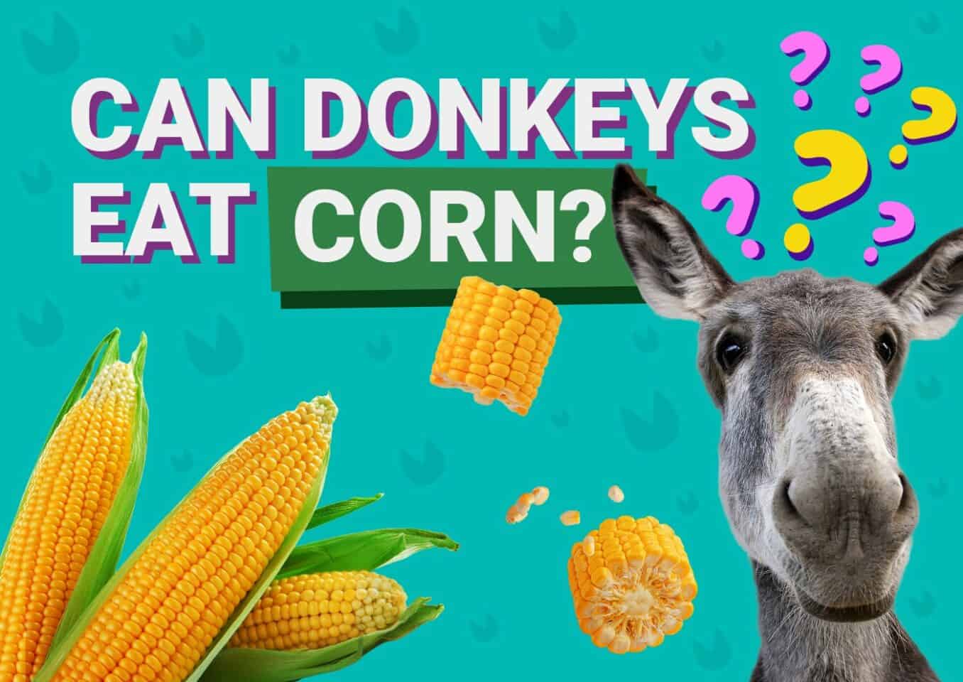 PetKeen_Can Donkeys Eat_corn