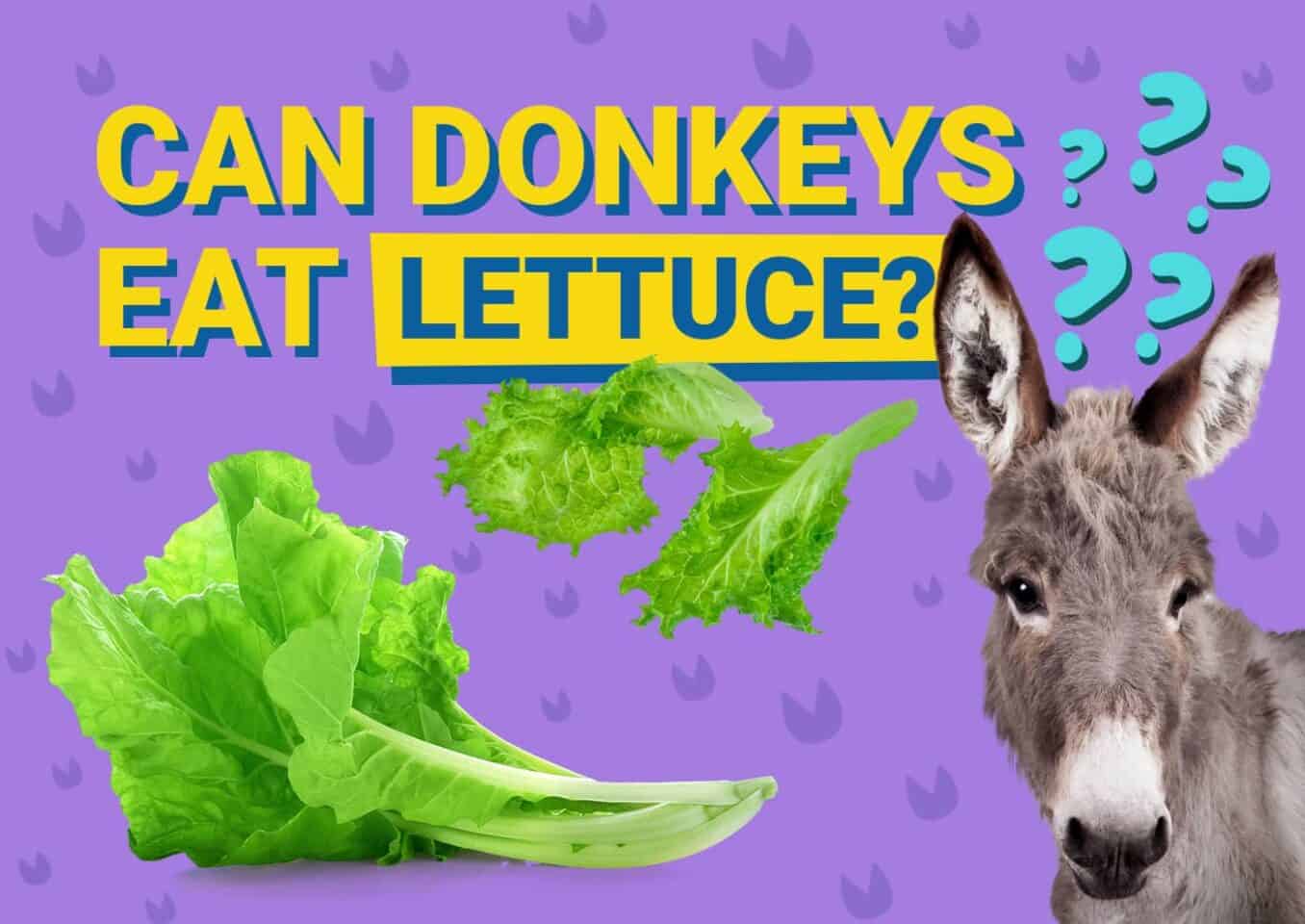 PetKeen_Can Donkeys Eat_lettuce