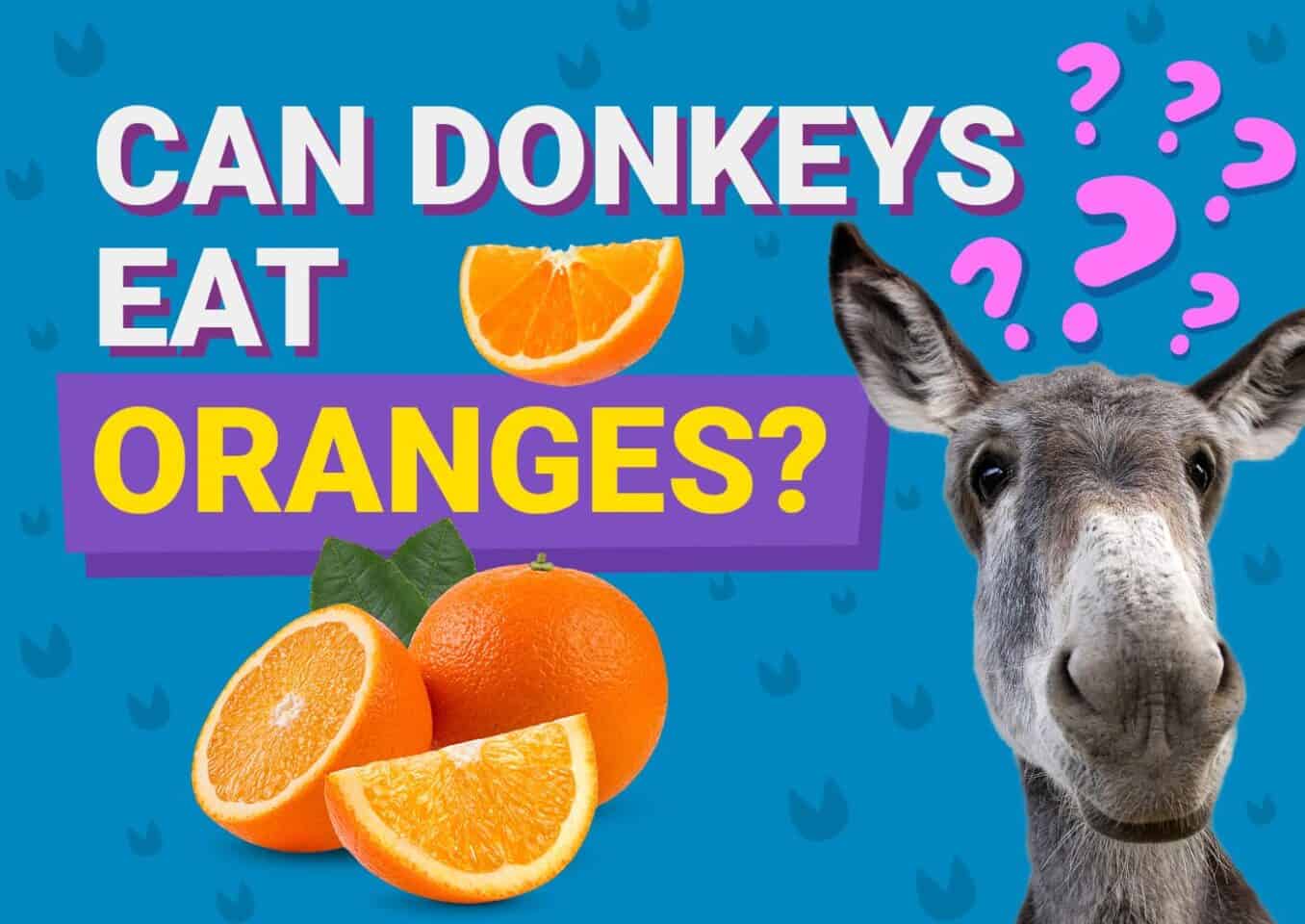 PetKeen_Can Donkeys Eat_oranges