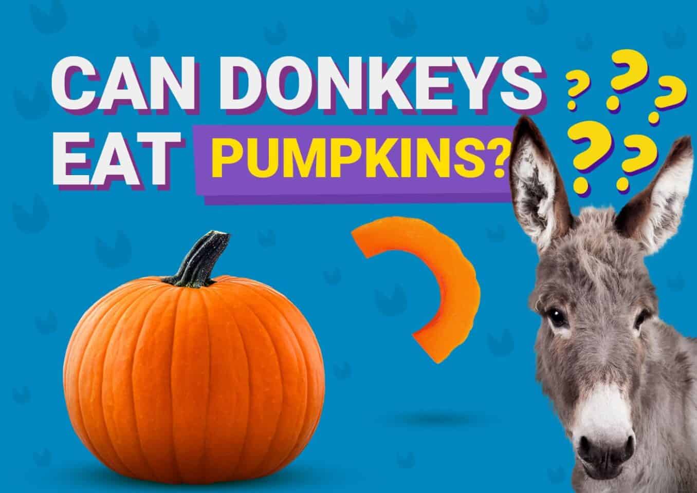 PetKeen_Can Donkeys Eat_pumpkins