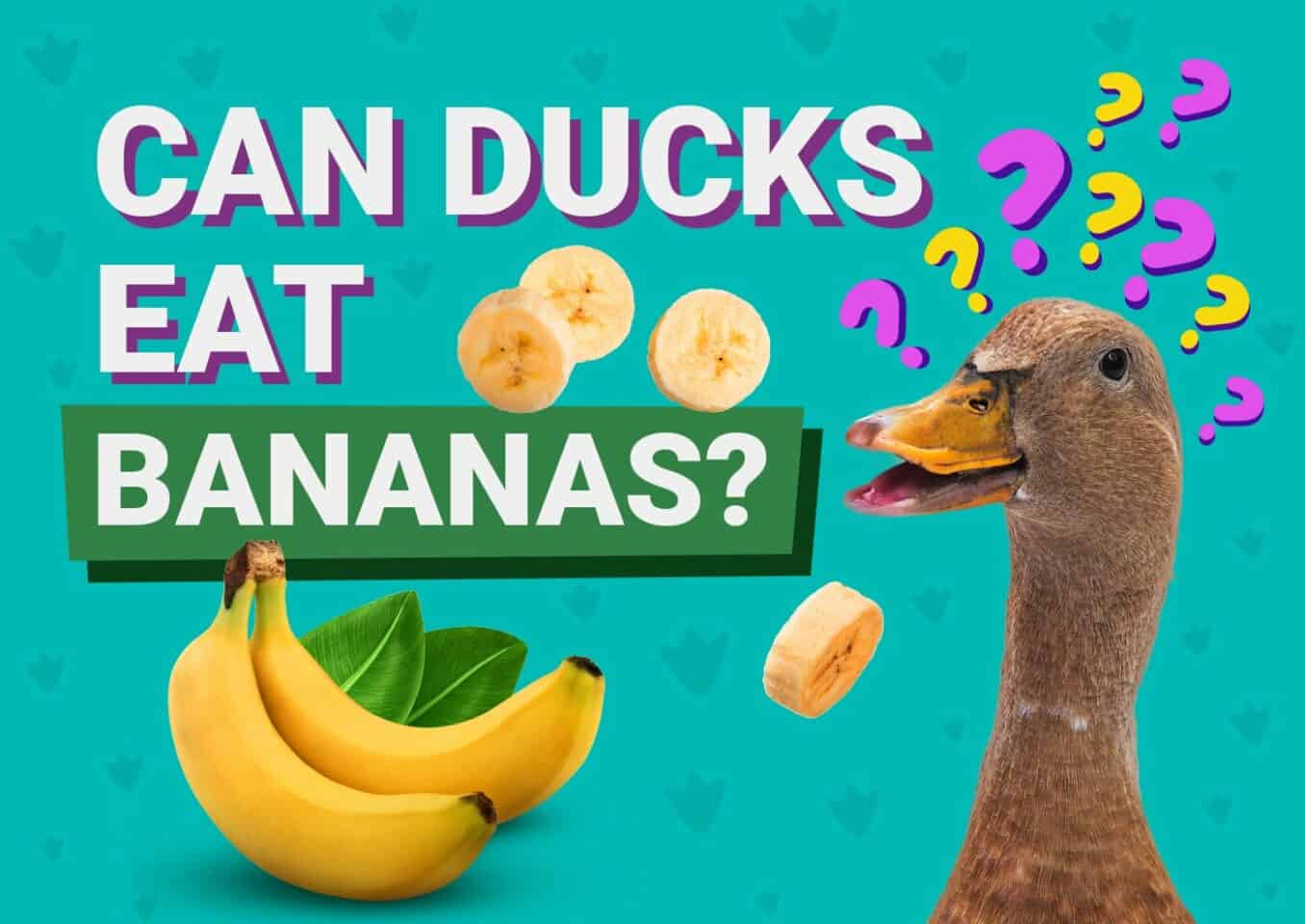 PetKeen_Can Ducks Eat_bananas