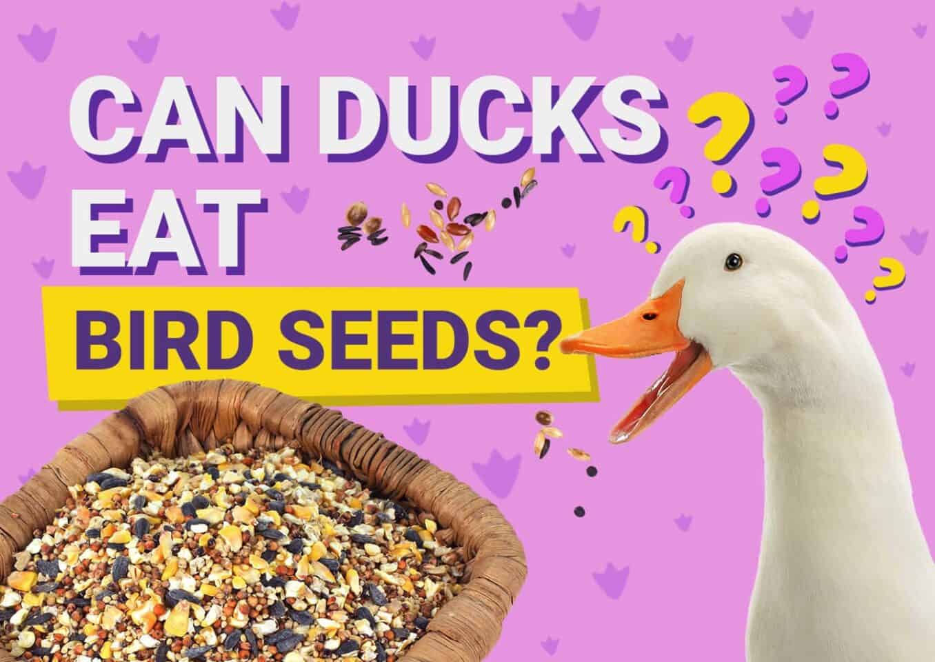 PetKeen_Can Ducks Eat_bird seeds