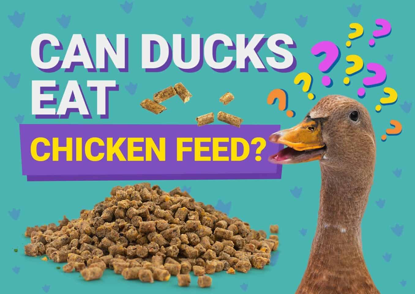 PetKeen_Can Ducks Eat_chicken feed
