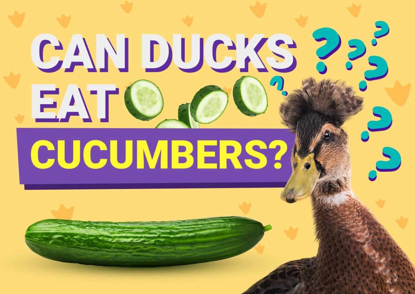 PetKeen_Can Ducks Eat_cucumber