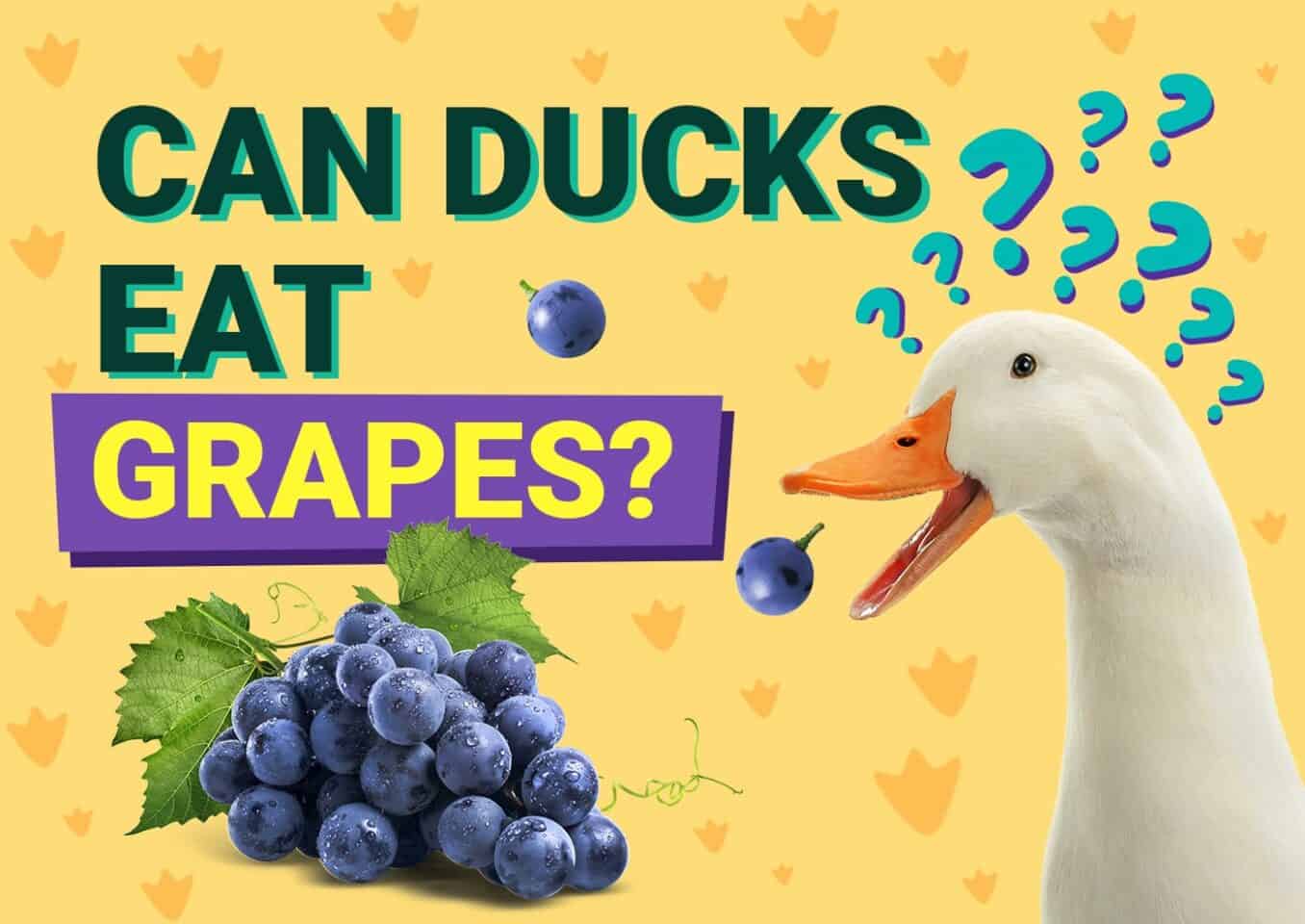 PetKeen_Can Ducks Eat_grapes