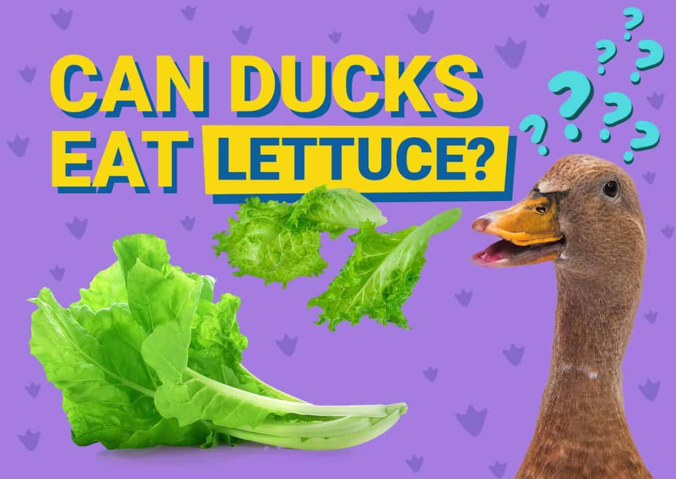 PetKeen_Can Ducks Eat_lettuce