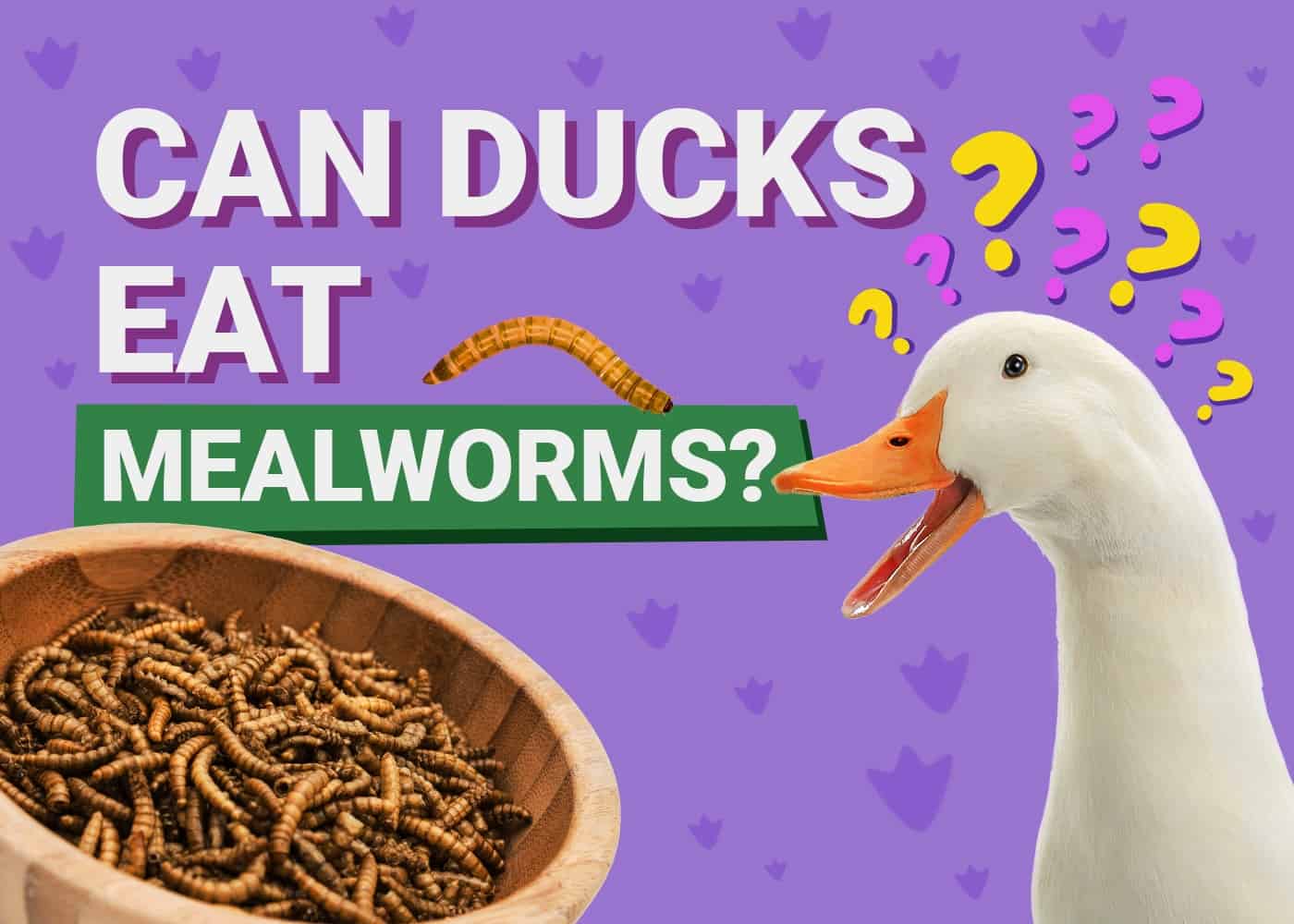 PetKeen_Can Ducks Eat_mealworms