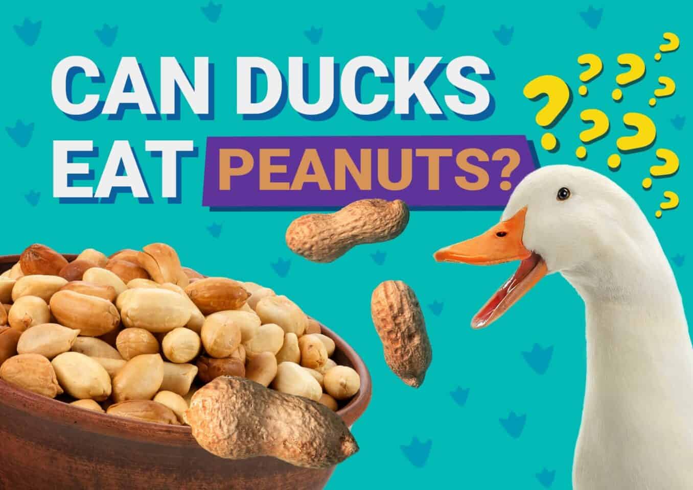 PetKeen_Can Ducks Eat_peanuts