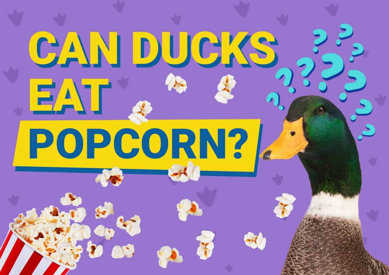PetKeen_Can Ducks Eat_popcorn