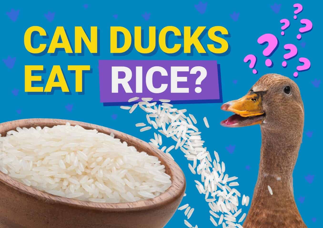PetKeen_Can Ducks Eat_rice