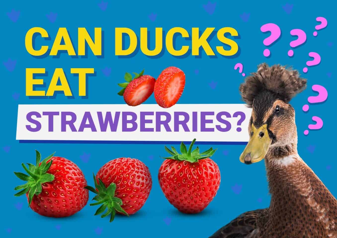 PetKeen_Can Ducks Eat_strawberries