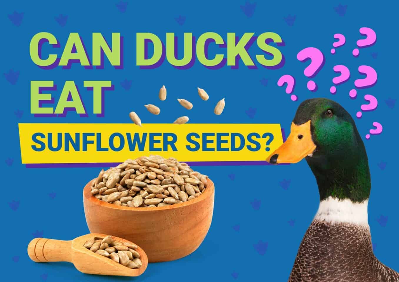 PetKeen_Can Ducks Eat_sunflower seeds