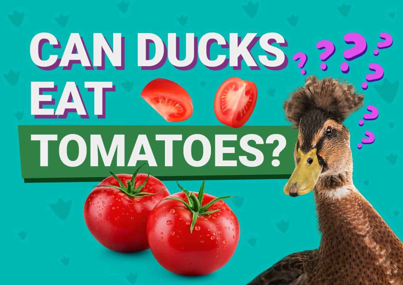 PetKeen_Can Ducks Eat_tomatoes (1)