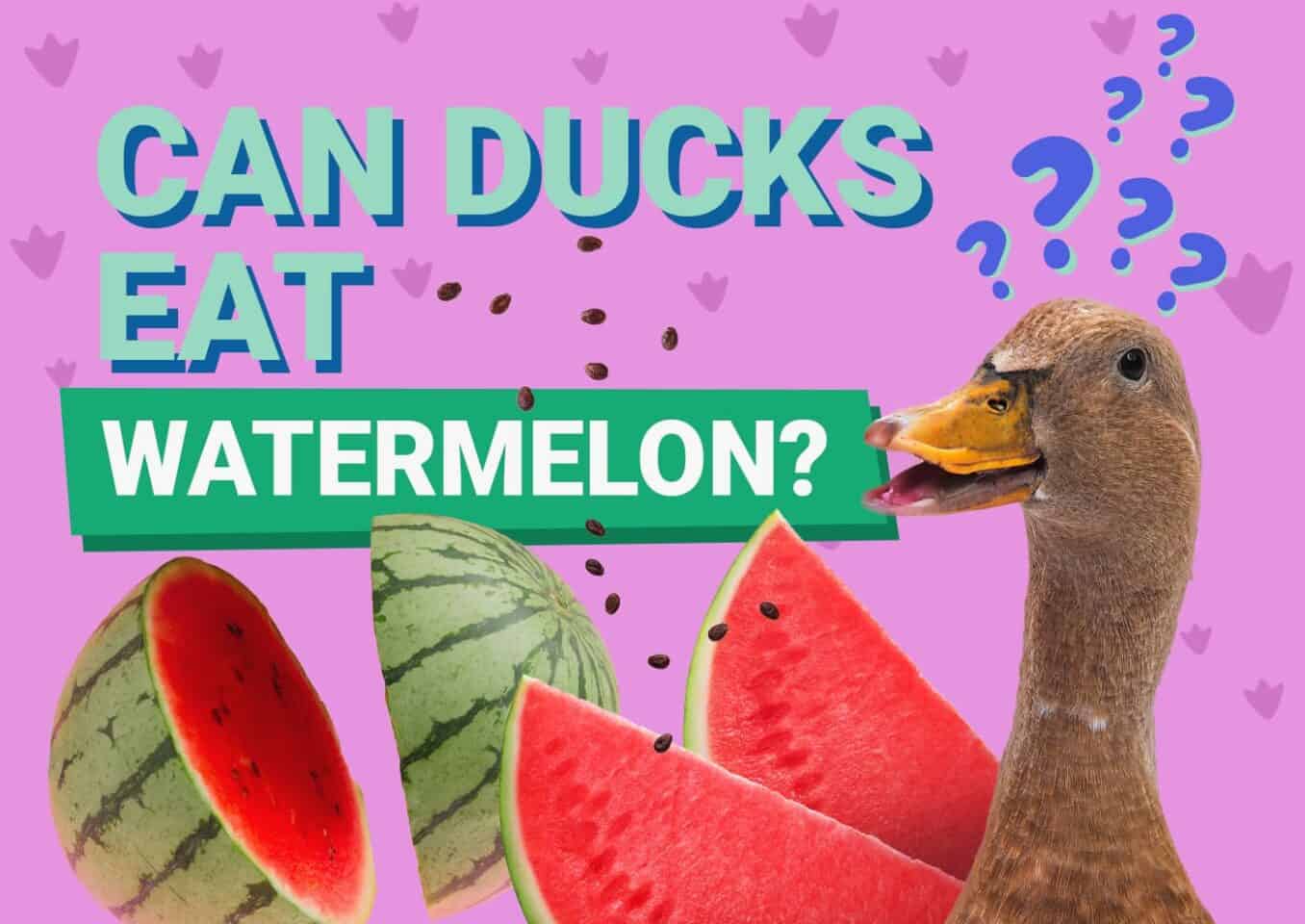 PetKeen_Can Ducks Eat_watermelon (1)