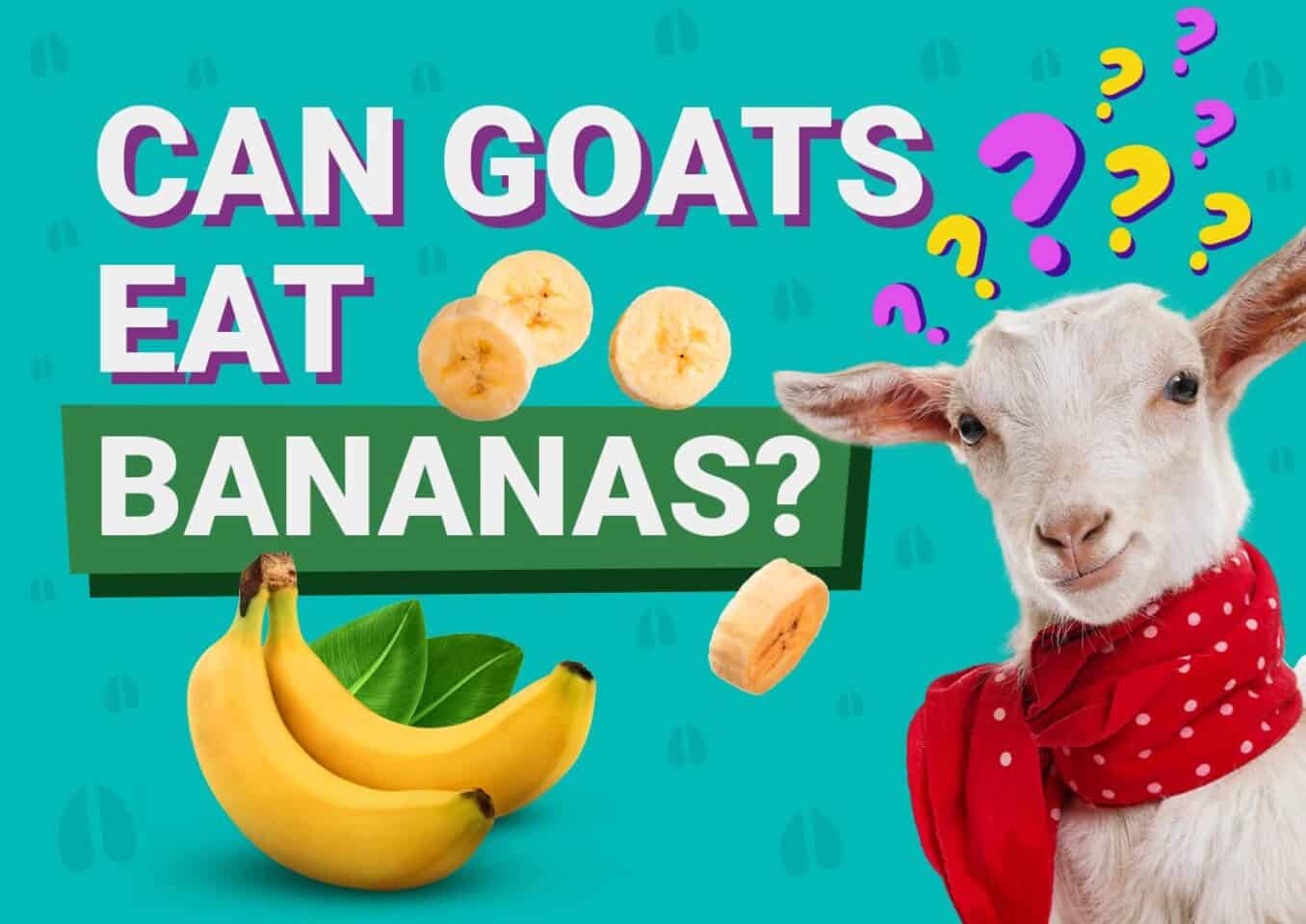 PetKeen_Can Goats Eat_bananas