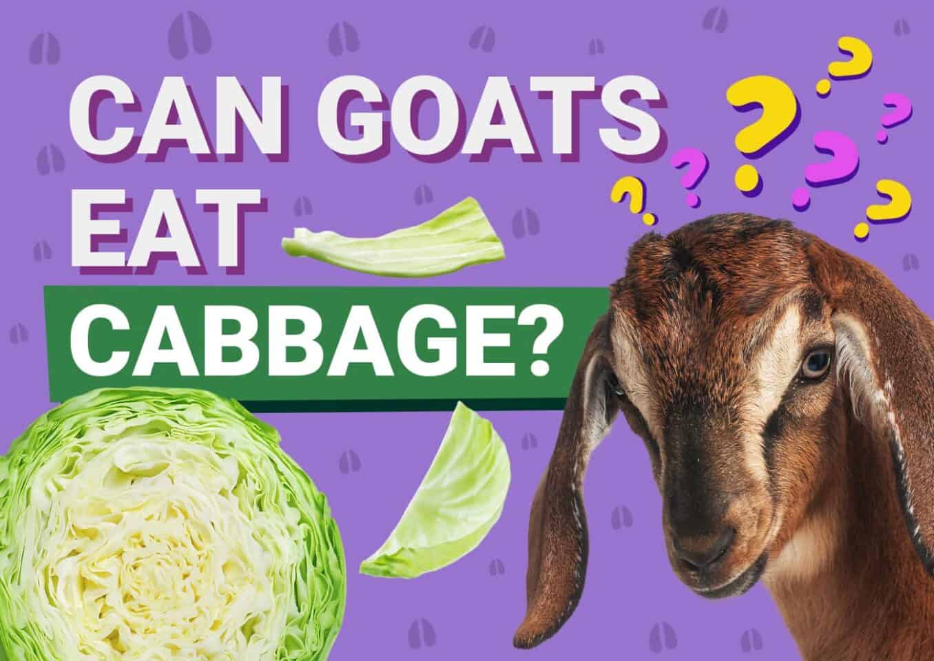 PetKeen_Can Goats Eat_cabbage