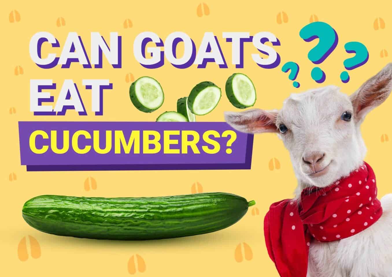 PetKeen_Can Goats Eat_cucumbers