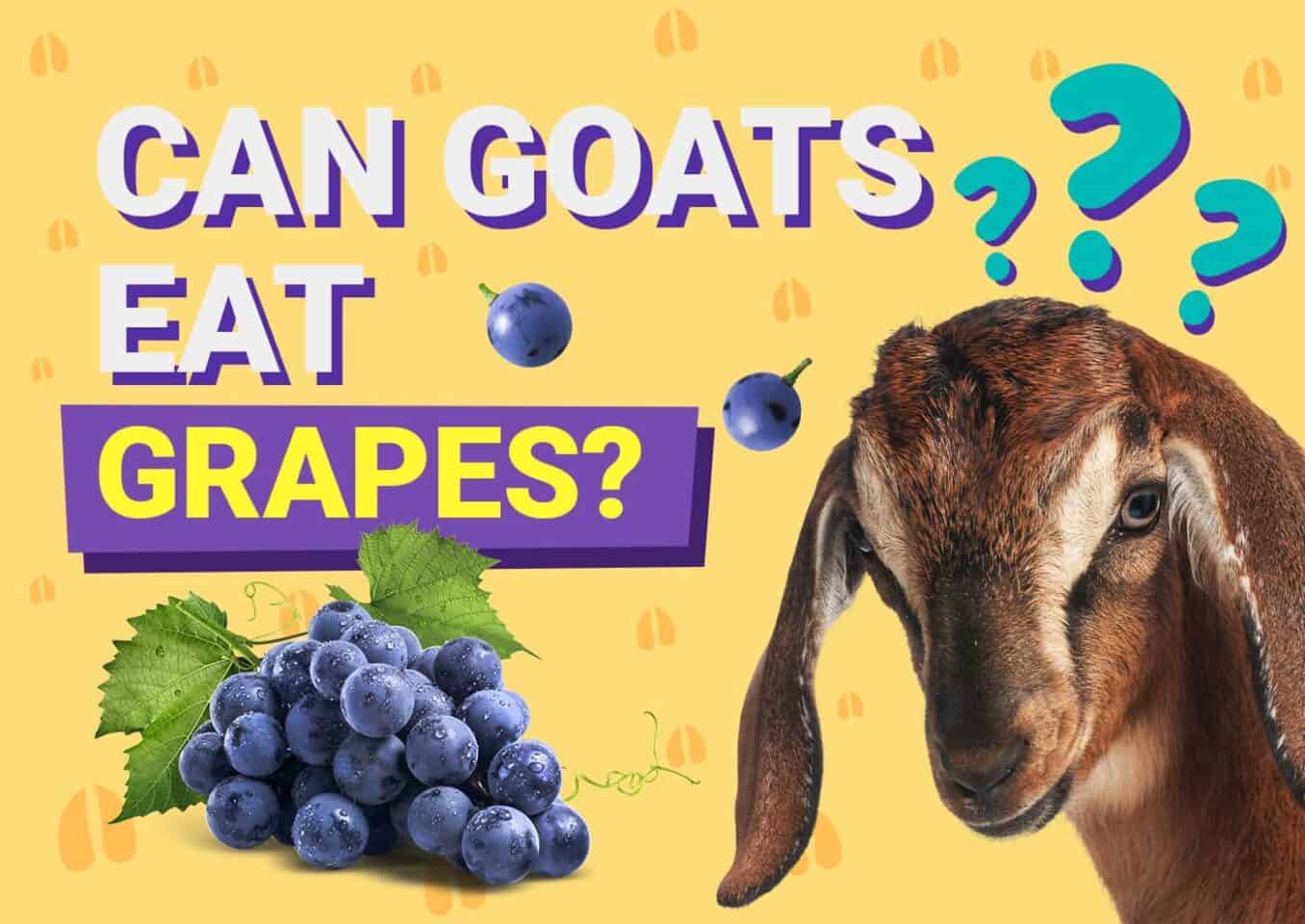 PetKeen_Can Goats Eat_grapes