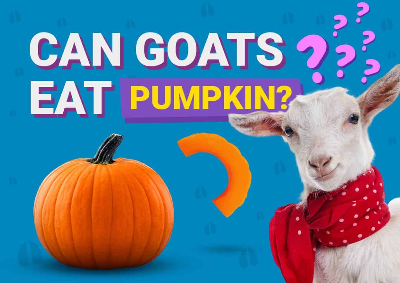 PetKeen_Can Goats Eat_pumpkin